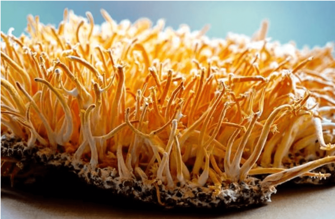 cordyceps_militaris